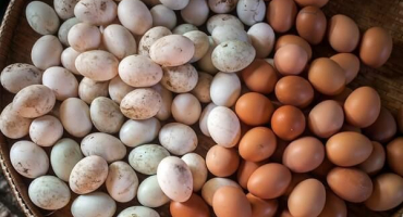 Je možné vajíčka před snesením do inkubátoru umýt, než je zpracovávat doma